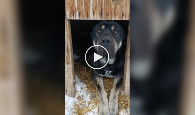 Собака пустила кошек в свою будку