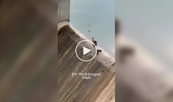 Duck special forces