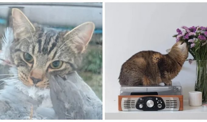 25 пухнастих помічників, що надихають, які панують у будинках і серцях (26 фото)