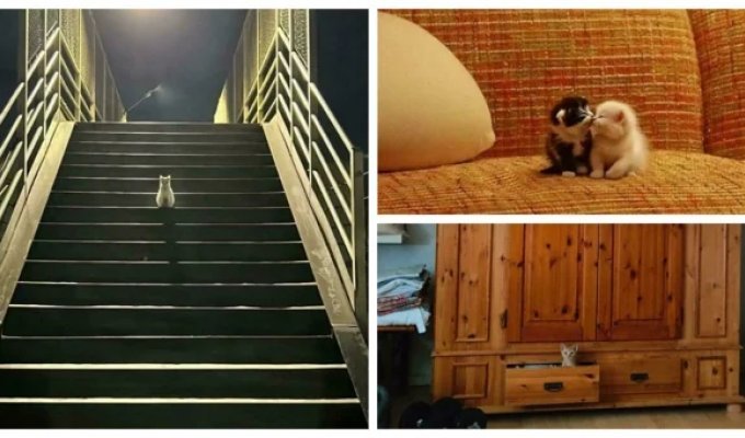 30 крошечных котят в таком огромном мире (31 фото)