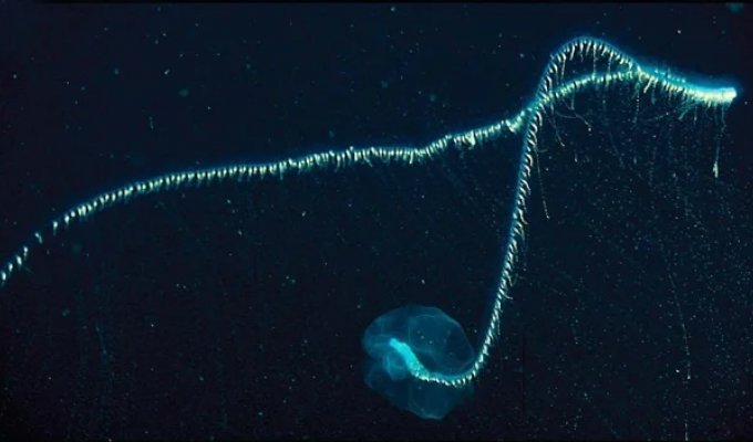 A 50-meter-long ocean dweller with a modular structure (7 photos)