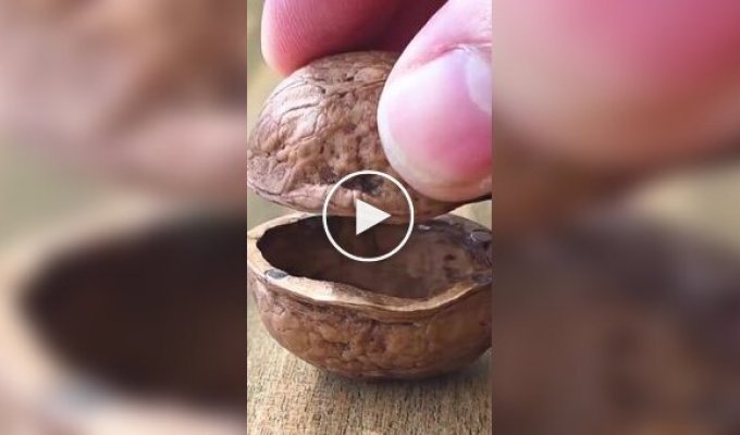 Скрытая камера в грецком орехе
