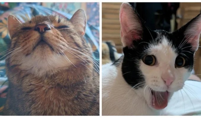 От величественного  льва до диванного сони: 30 фотопортретов пушистых питомцев,  демонстрирующие разные ипостаси котеек (31 фото)