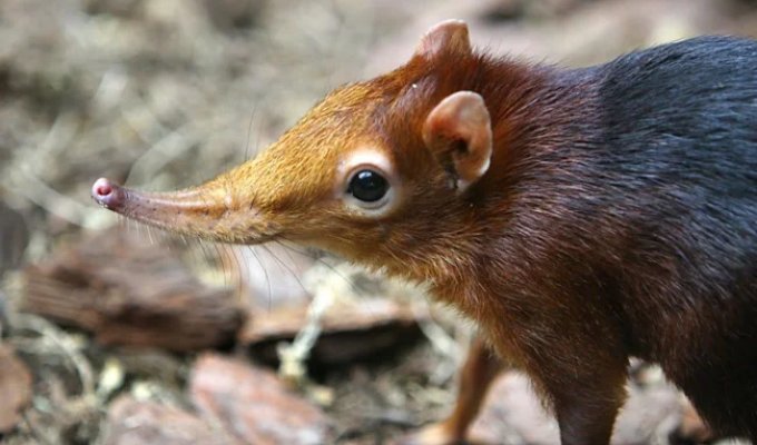 Хоботковая собачка: как гены слона изменили жизнь крошечного зверька? (9 фото)