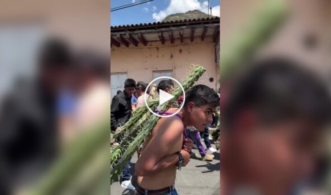 Unusual Easter ritual: Believers undergo a cactus test