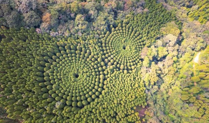 Mysterious tree circles in Japan are the result of a 50-year experiment (8 photos)