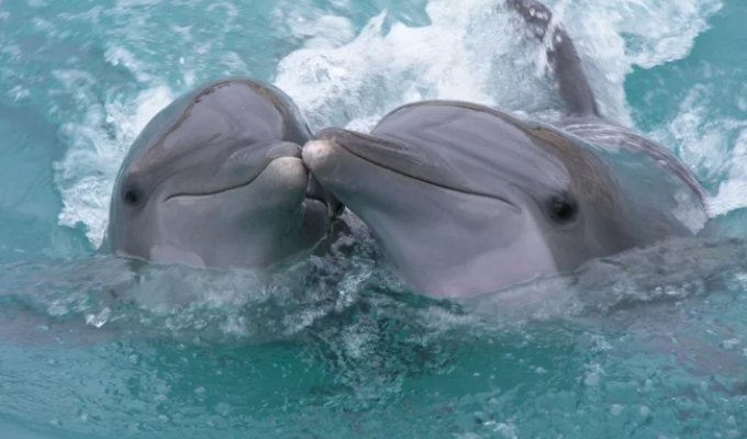 Афалины: Тёмные секреты прекрасных дельфинов (10 фото)