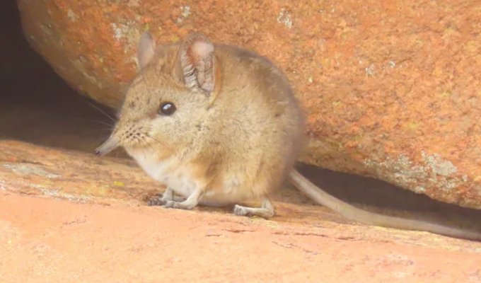 The elephant shrew: not a rodent, but a relative of the elephant (8 photos)
