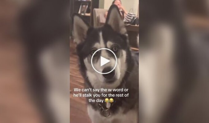 Emotional reaction of dogs to news about a walk