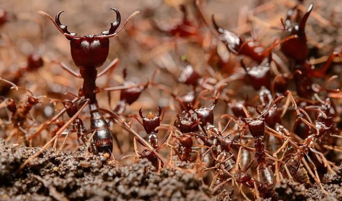 Siafu: A River of 20 Million Ants (17 photos)
