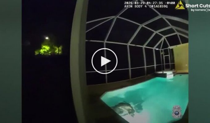 Поліція приїхала на виклик про злом і виявила алігатора