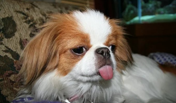 Японський хін: невідома, але ідеальна порода (9 фото)