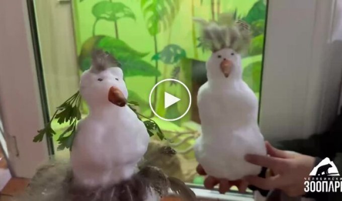 Сурикаты в зоопарке впервые увидели снег