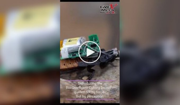 Японцы показали управляемых светом «кибертараканов»