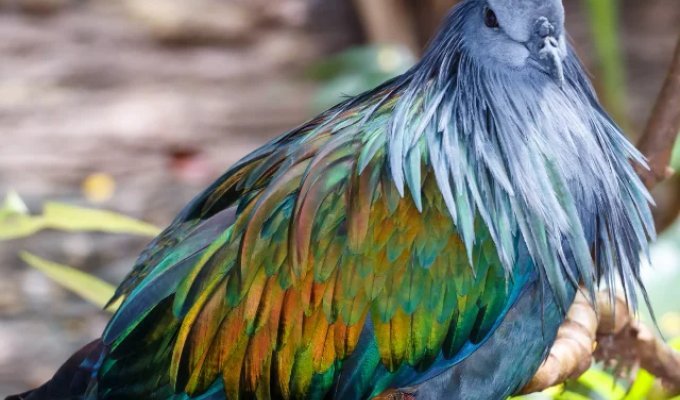 Гривистий голуб (9 фото)