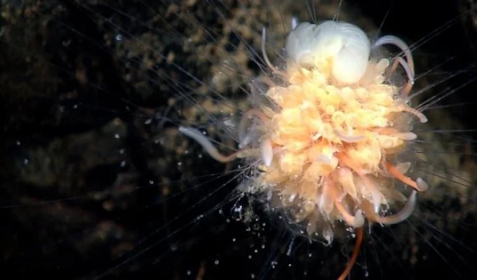 Батіфіза шишкувата: макаронний монстр насправді (11 фото)