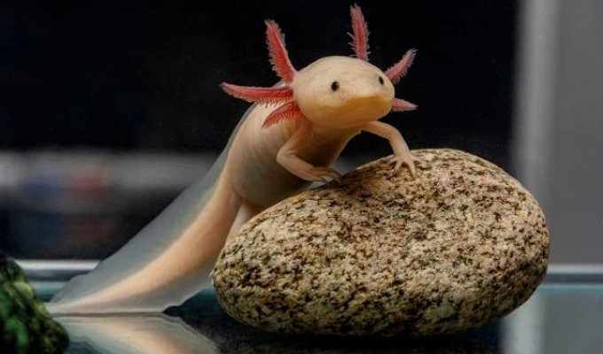 Axolotls can help in the fight with cancer and other serious illnesses (4 photos)