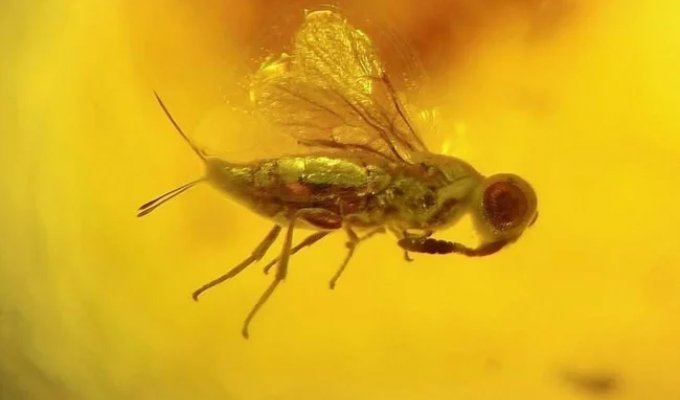 20 unusual photos that will surprise even the most sophisticated (21 photos)