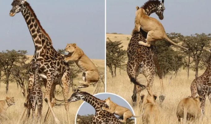 Giraffe: 5 secrets of a giant (16 photos)