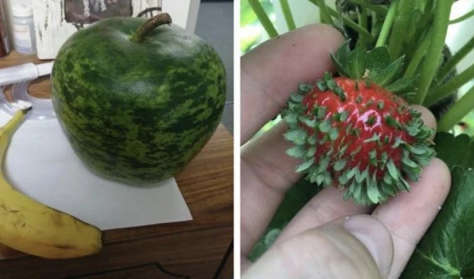 25 confusing photos of fruits and vegetables (26 photos)