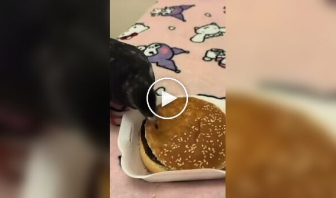 A feathered creature helps remove sesame seeds from a burger bun
