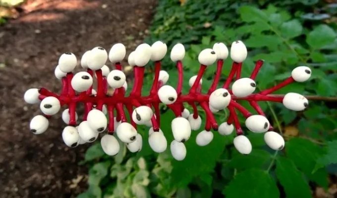 Strange Plants (20 photos)