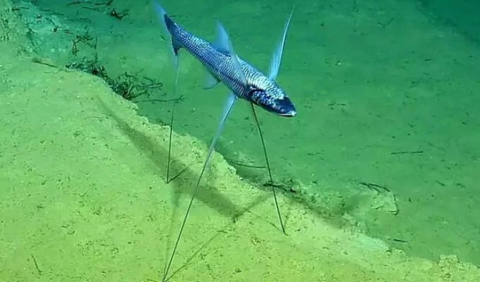 The most unusual and strange fish on our planet (16 photos)