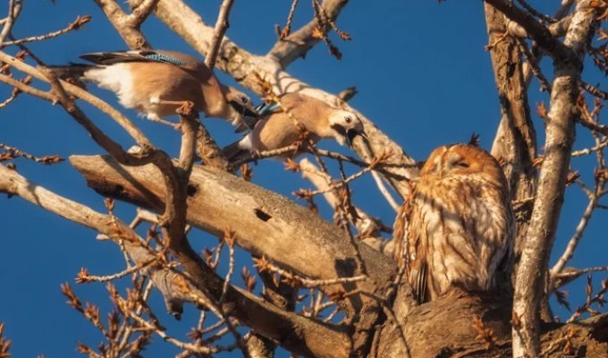 Tawny owl: hated by all the birds of the forest (12 photos)
