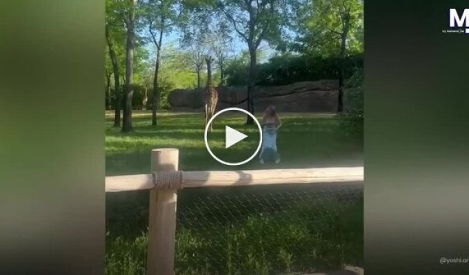 Жінка стрибнула у вольєр з жирафами і отримала неприємний урок