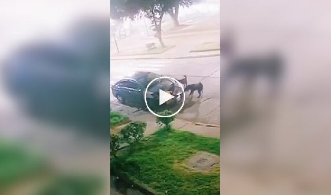 Бродячие собаки растерзали припаркованную машину