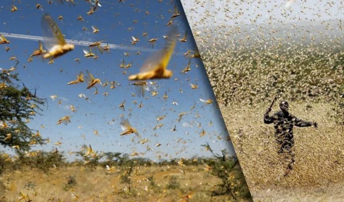 Stages of the formation of a swarm of death from locusts: even modern civilization is powerless against the horde (12 photos)