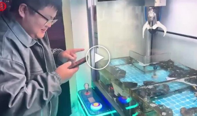 В Китае вместо игрушек в автомате — живые лобстеры