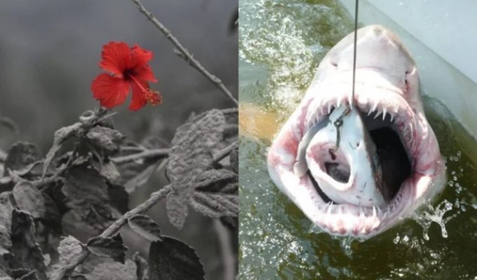 Это не фотошоп! 12 снимков, в реальность которых сложно поверить (13 фото)