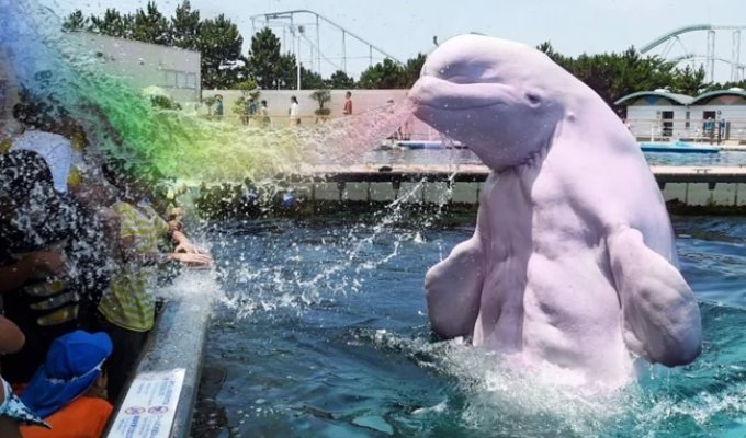 Nok: the beluga whale that spoke English (9 photos)