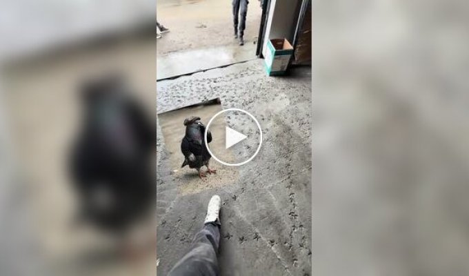 Голуб поговорив по телефону