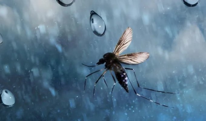 Why Raindrops Don't Kill Mosquitoes? (6 photos)