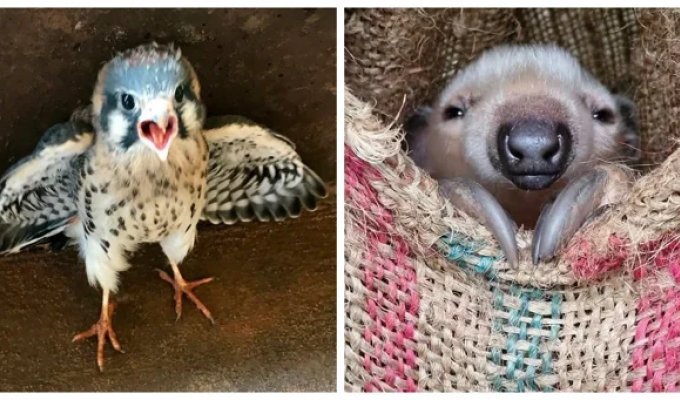 25+ Babies That Will Melt Your Heart and Drive Away Your Bad Mood (26 photos)