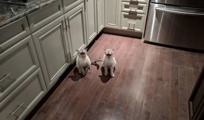 Прикольные картинки. Выпуск 3987 (87 фото)