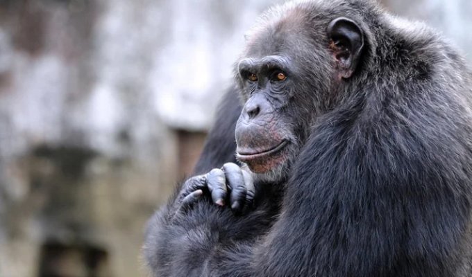 7 найвражаючих виявів інтелекту у тварин (7 фото)