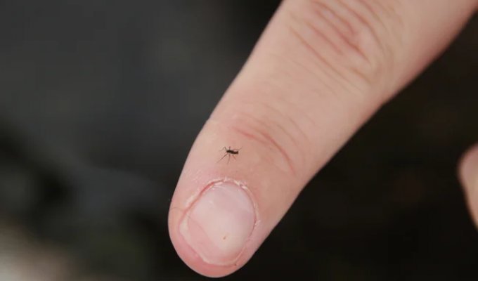 Antarctic Mosquito: The Only Insect in the South Pole (6 photos)