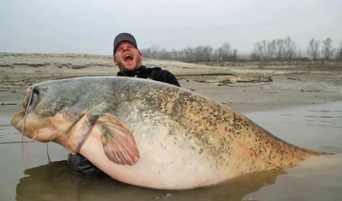 The largest creatures living in rivers! (8 photos)