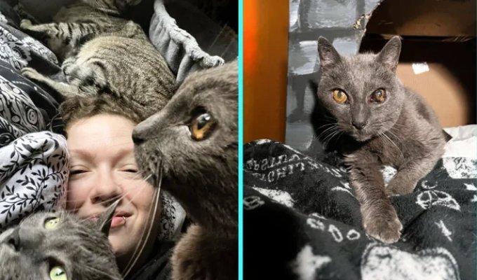 After buying a house, the owners discovered dozens of cats living there (3 photos + 1 video)
