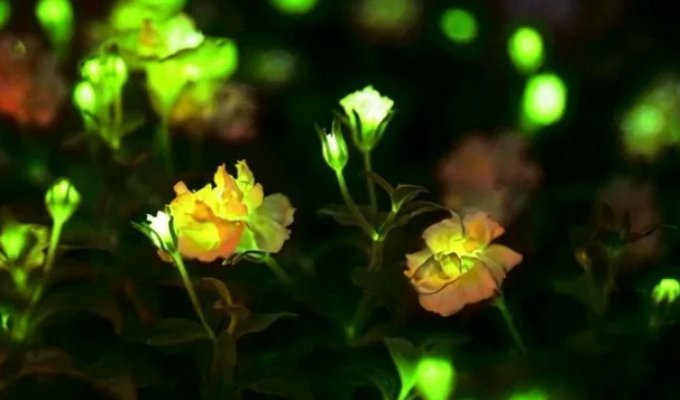 Китай розробляє рослини, що світяться для міст (2 фото + відео)