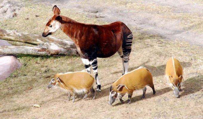 Forest giraffe: the younger brother of the savannah giant (13 photos)