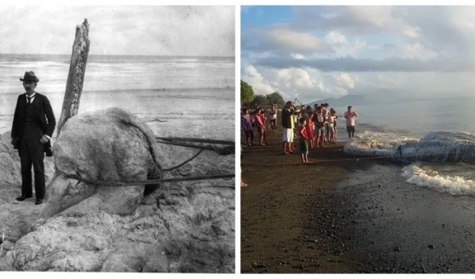 Globsters – mysterious, shapeless ghosts of the ocean (12 photos)