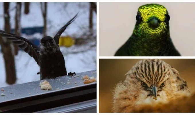 30 Random Bird Photos That Will Steal Your Heart (31 Photos)