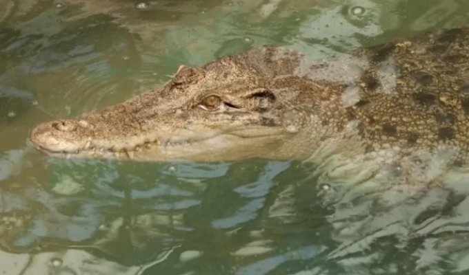 Для Олимпиады в Австралии выбрали реку с крокодилами (3 фото)