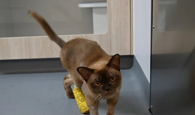 A cat survived after its owner accidentally washed it in a washing machine (2 photos + 1 video)