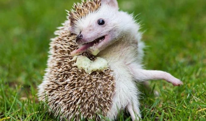 Why do cigarettes, alcohol, and perfume drive hedgehogs crazy? (5 photos)