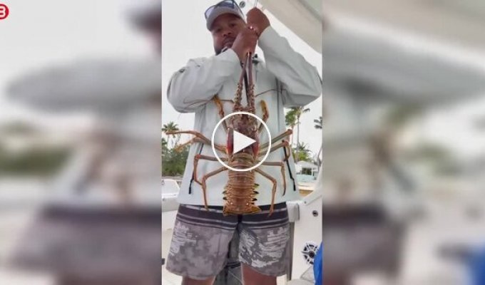 He Showed Off His Catch – He Got Hit: A Giant Lobster "Took Revenge" on a Fisherman